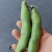 浙江台州三门县蚕豆大量上市了