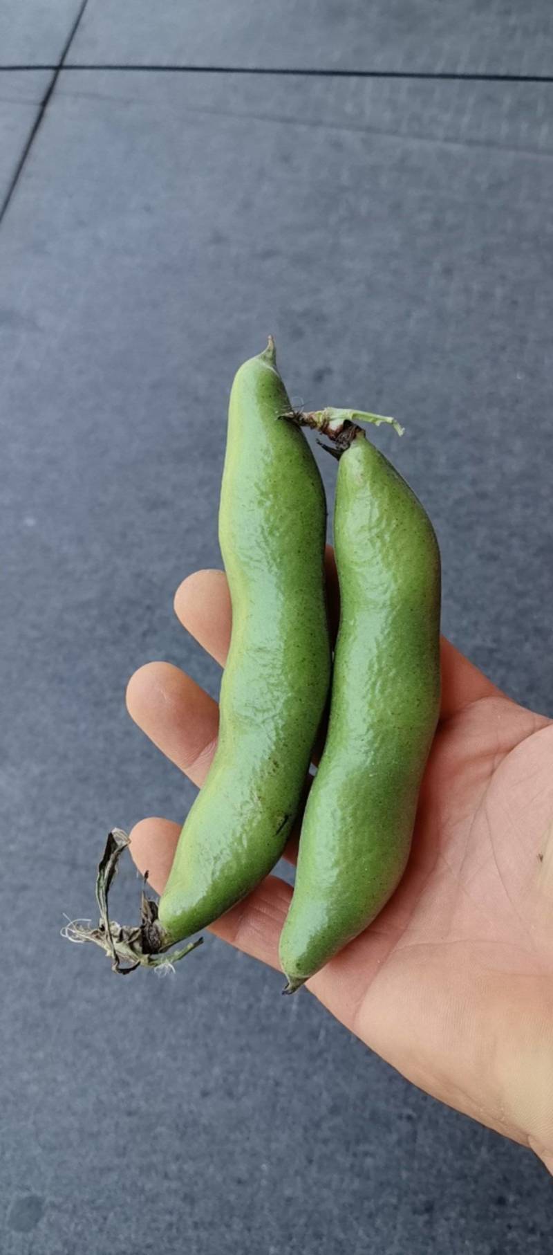 浙江台州三门县蚕豆大量上市了