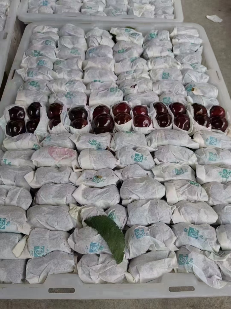汉源大樱桃套袋车厘子可视频看货原产地一手货源