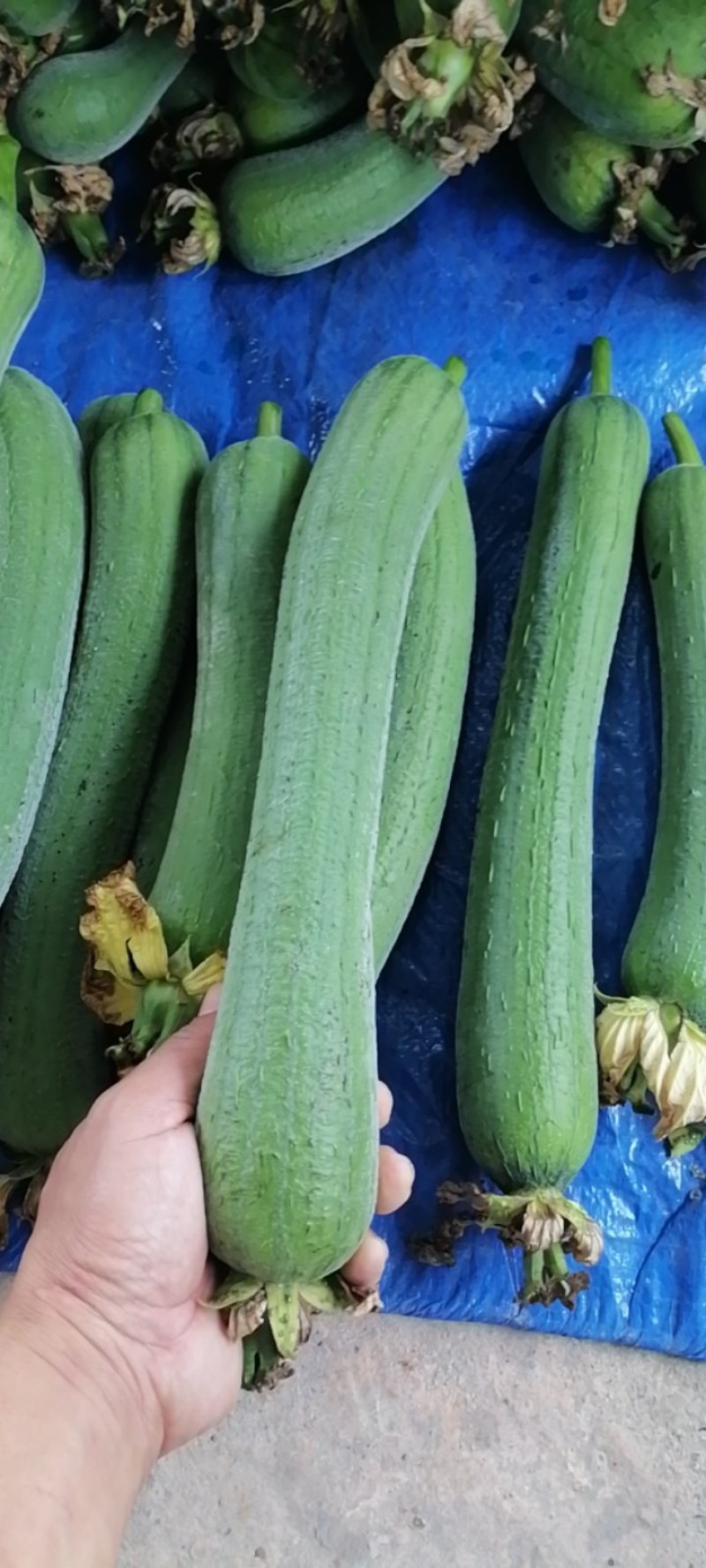 丝瓜