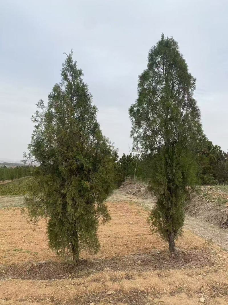 侧柏苗，基地直发1.2米—5米，价格优惠诚信为本欢迎洽谈