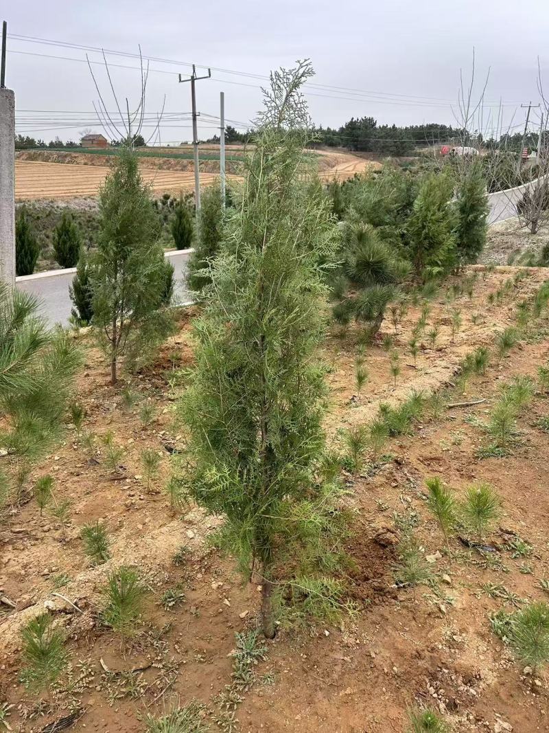 侧柏苗，基地直发1.2米—5米，价格优惠诚信为本欢迎洽谈