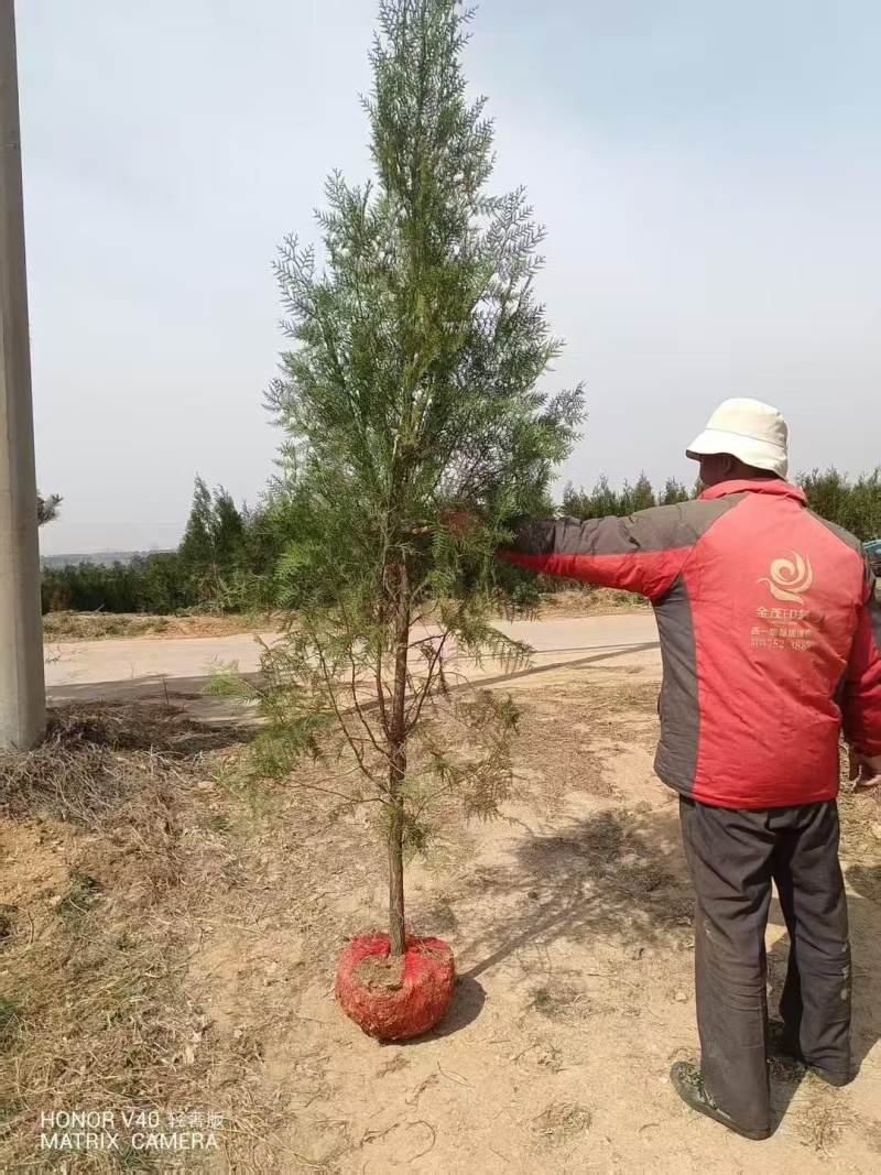 侧柏苗，基地直发1.2米—5米，价格优惠诚信为本欢迎洽谈