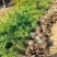 侧柏苗，基地直发1.2米—5米，价格优惠诚信为本欢迎洽谈