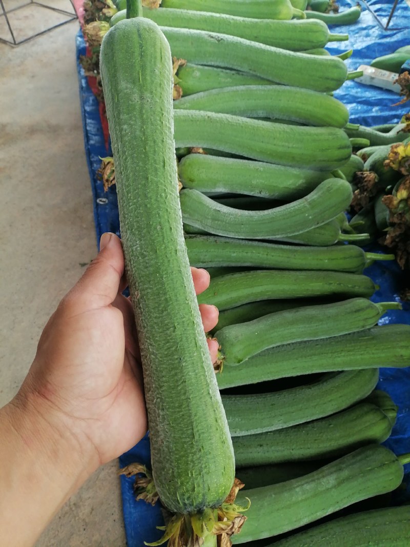 丝瓜