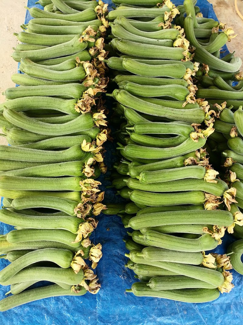 丝瓜