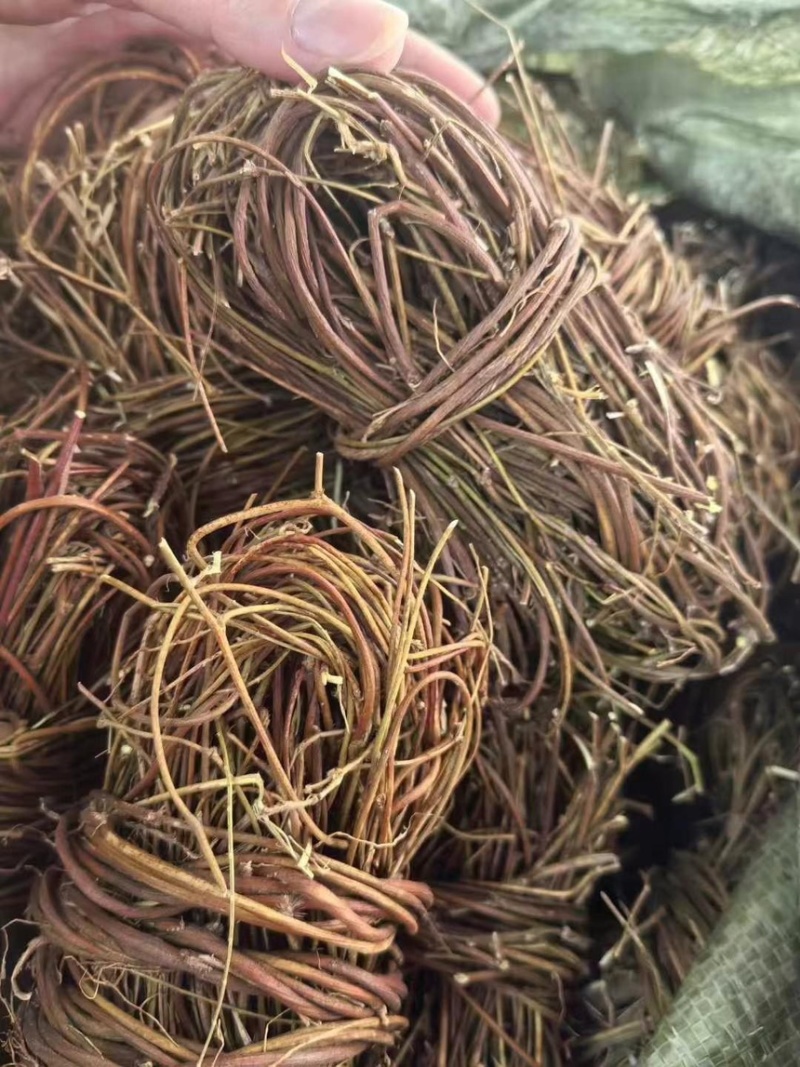 鸡骨草干度好质量好价格实惠无叶带叶鸡小扎