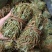 鸡骨草干度好质量好价格实惠无叶带叶鸡小扎