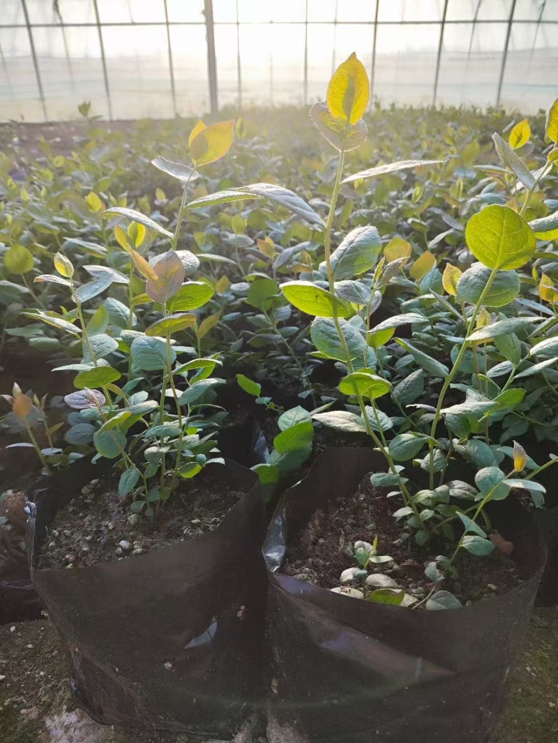 蓝莓苗，1年苗2年苗产地直发，莱克西薄雾杯土球苗。