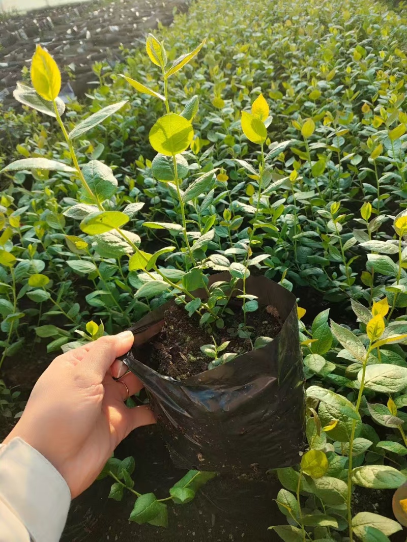 蓝莓苗，1年苗2年苗产地直发，莱克西薄雾杯土球苗。