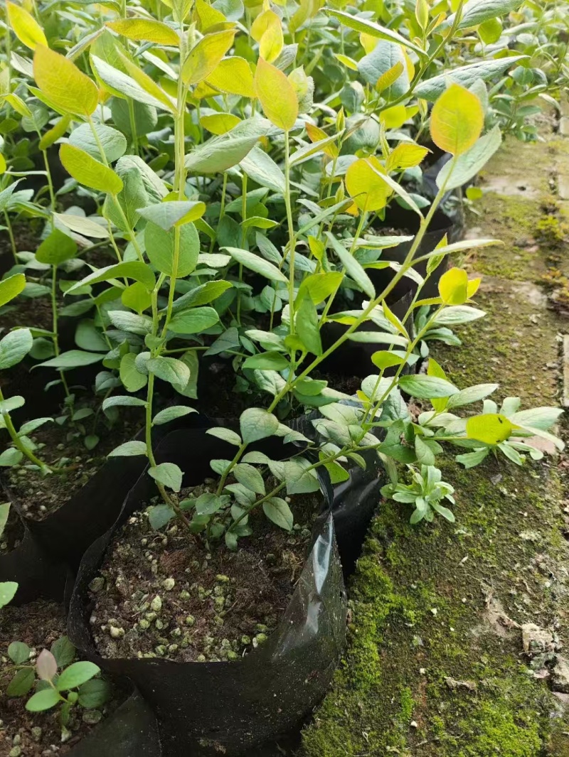 蓝莓苗，1年苗2年苗产地直发，莱克西薄雾杯土球苗。