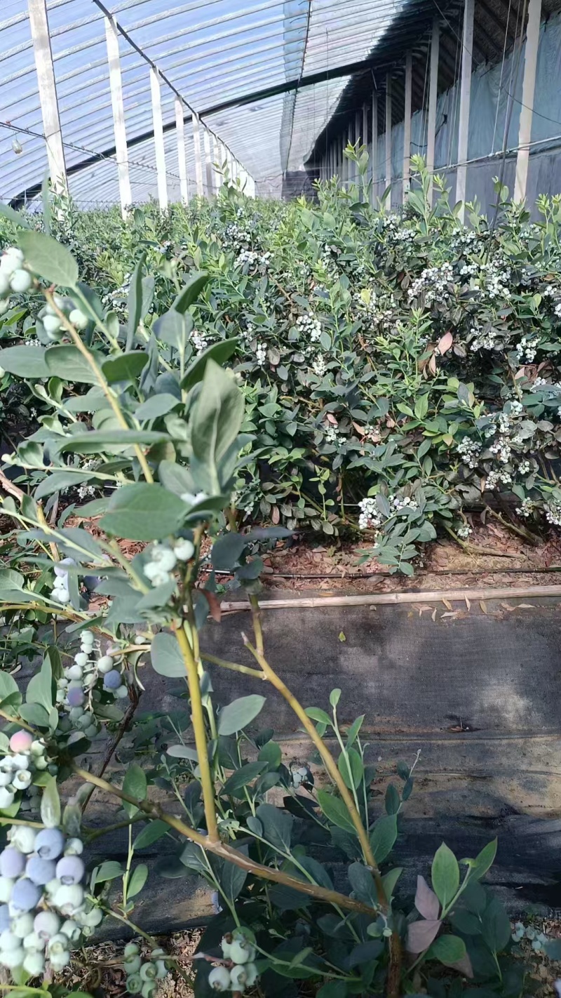 蓝莓苗，1年苗2年苗产地直发，莱克西薄雾杯土球苗。