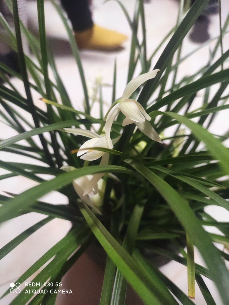 小雪树