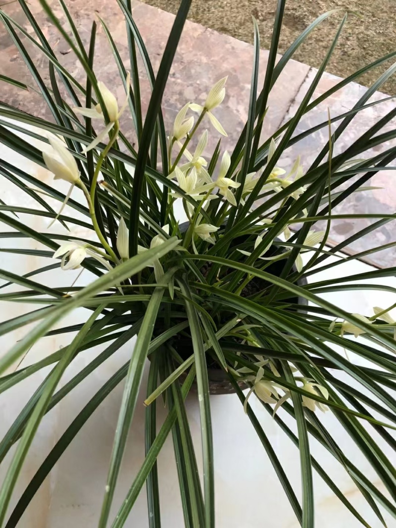 小雪树