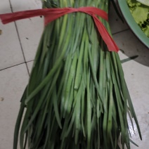 精品韭菜商超可供。