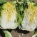 黄心白菜