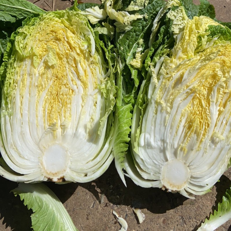 黄心白菜