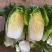 黄心白菜