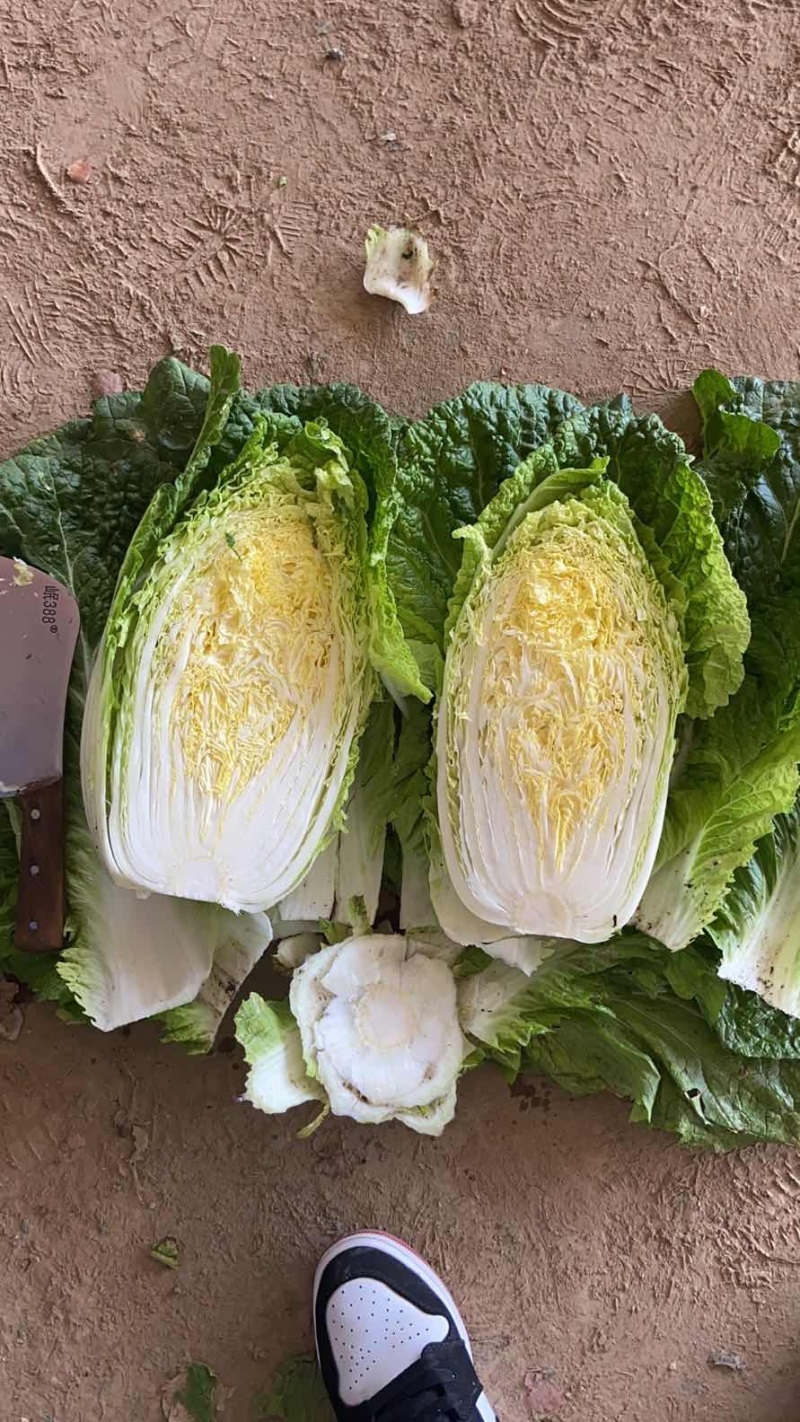 黄心白菜