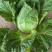 黄心白菜