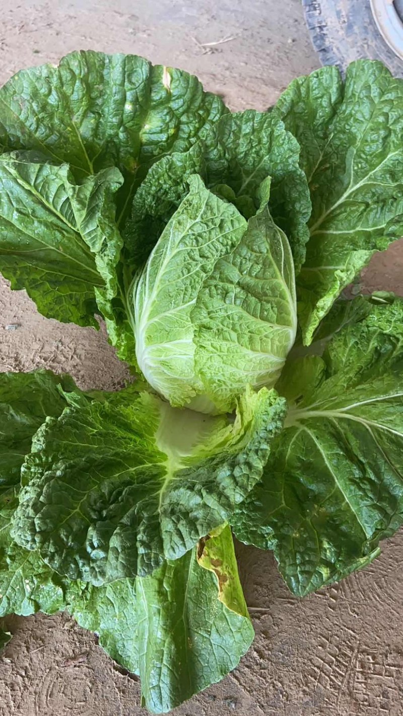 黄心白菜