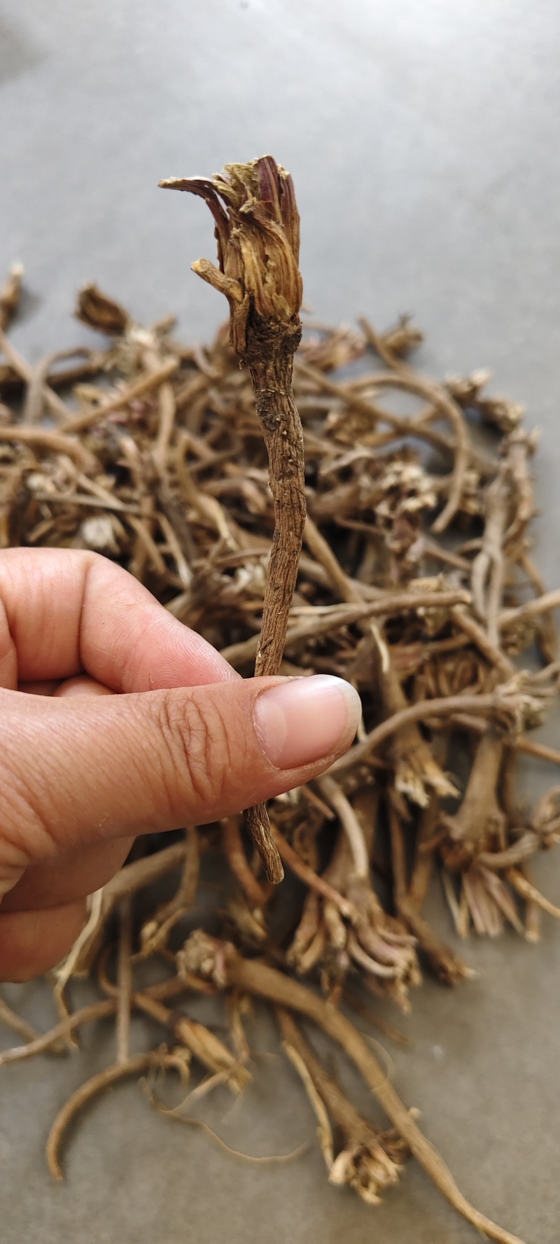 阿纳其根中药材阿纳其根欧都里开日合除虫菊根