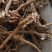 阿纳其根中药材阿纳其根欧都里开日合除虫菊根