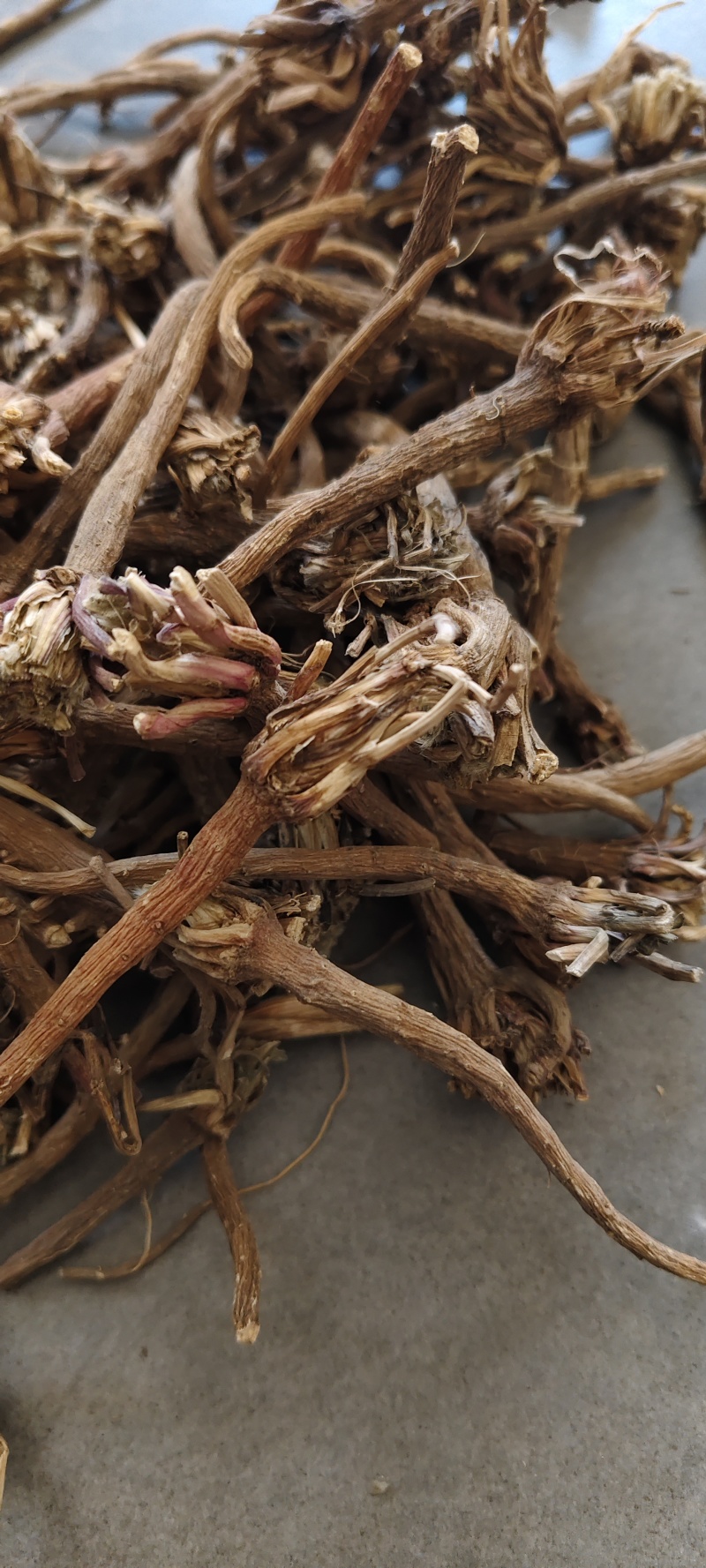 阿纳其根中药材阿纳其根欧都里开日合除虫菊根