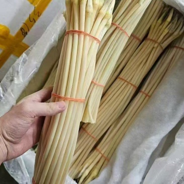 洪湖藕尖