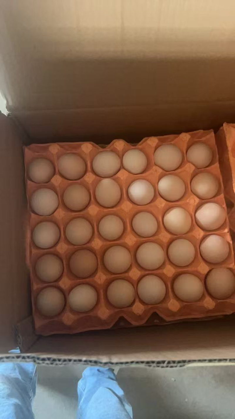 红心小码粉蛋