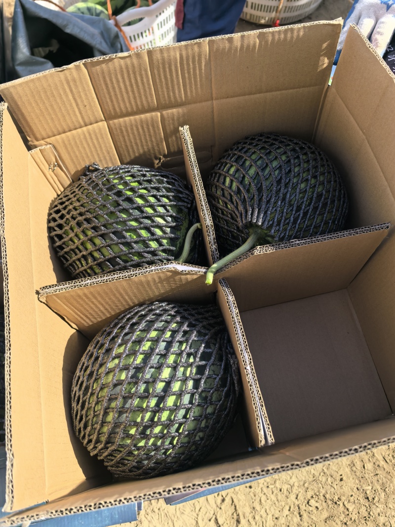 东台精品美都麒麟瓜产地直发对接全国包熟包甜保质保量