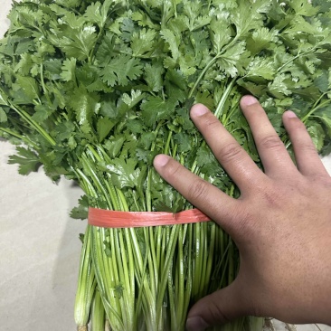 精品小叶铁杆香菜大量上市可加工清洗泡沫箱扎把冷库货