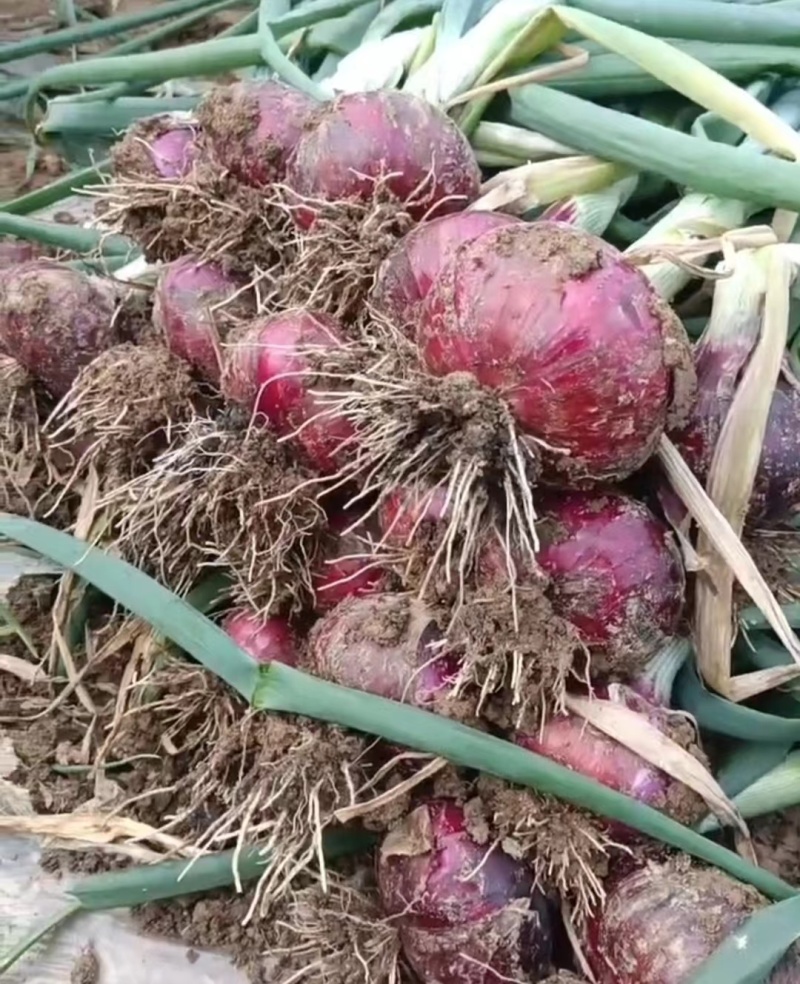 安微淮南二红洋葱，己大量有货，质量有保证。