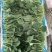 黑叶鸡毛菜