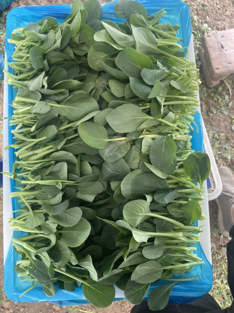 黑叶鸡毛菜