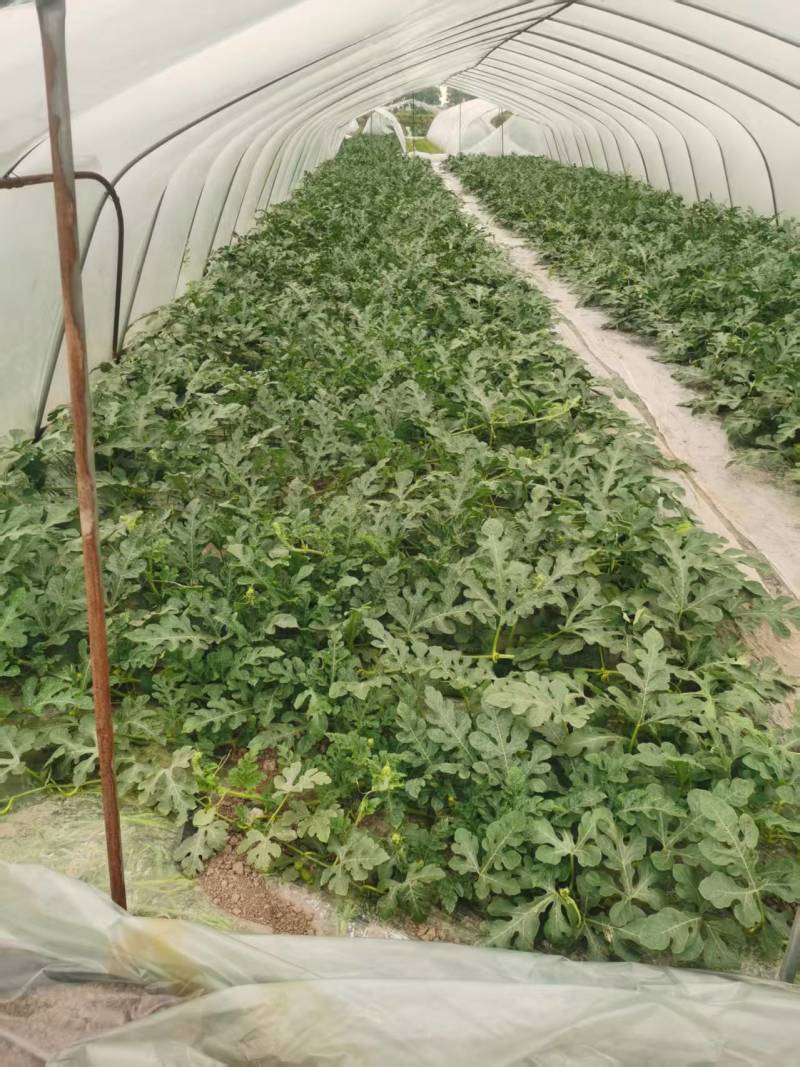 武汉江夏嘉秀西瓜，产地货源包熟包甜欢迎电话联系