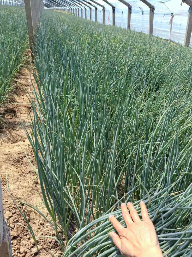 精品葱苗全国可发规格齐全量大从优可视频看货
