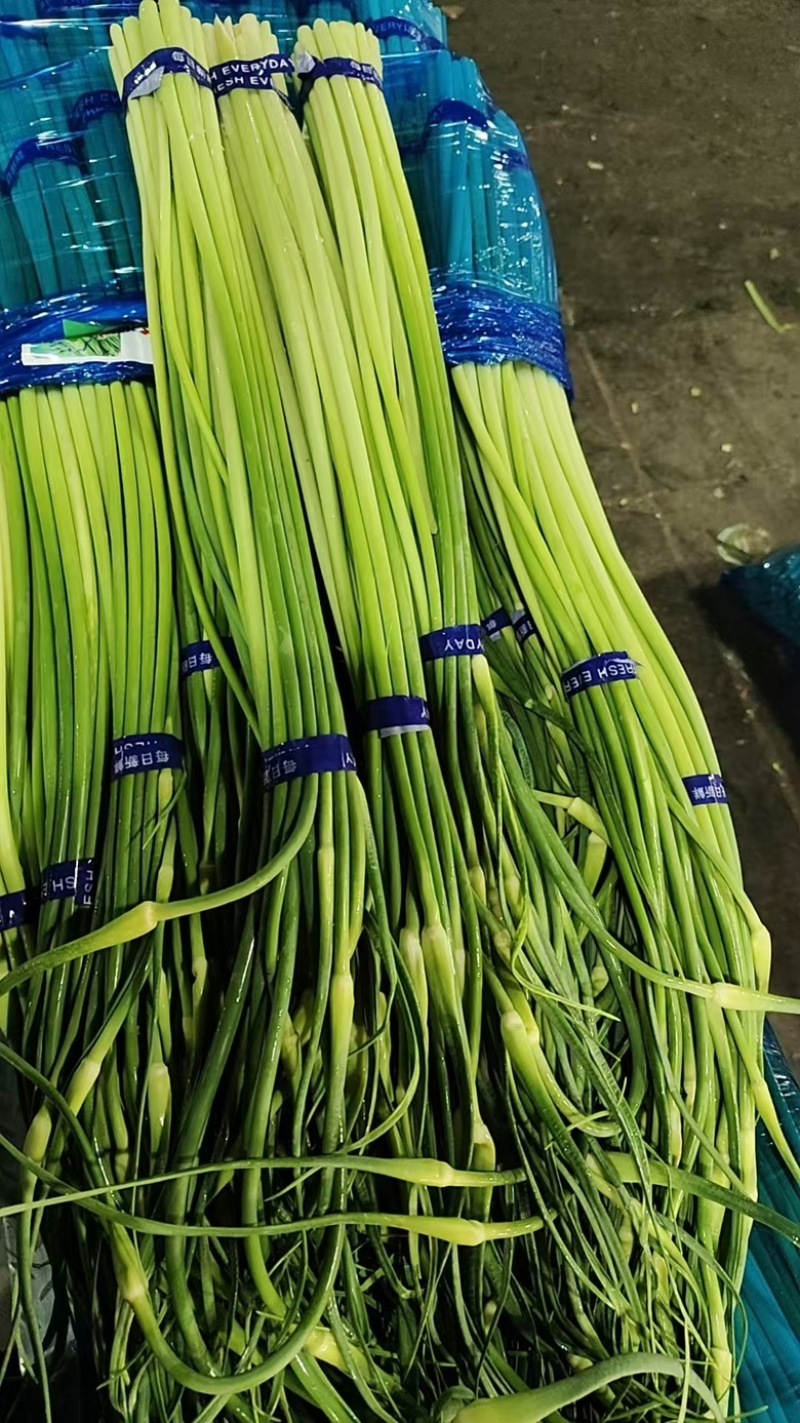 河北邯郸新鲜精品红毛蒜苔葱蒜类红帽蒜薹大量现货