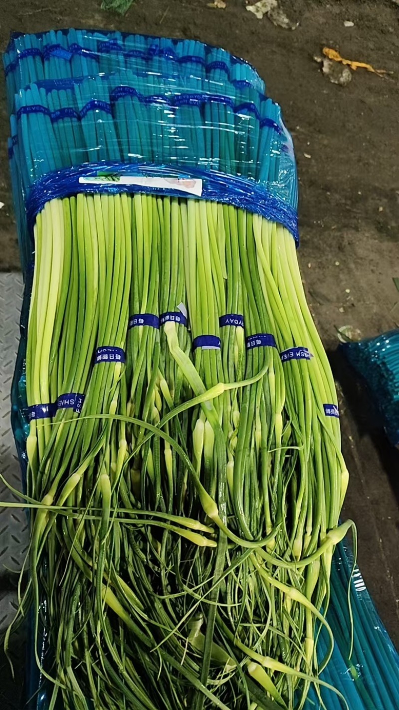 河北邯郸新鲜精品红毛蒜苔葱蒜类红帽蒜薹大量现货
