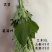 端午节鲜艾草，艾草，艾草花束，产地直销，全程冷链配送
