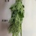 端午节鲜艾草，艾草，艾草花束，产地直销，全程冷链配送