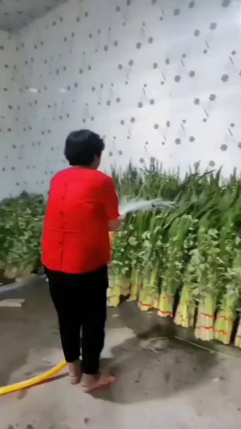 端午节鲜艾草，艾草，艾草花束，产地直销，全程冷链配送
