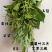 端午节鲜艾草，艾草，艾草花束，产地直销，全程冷链配送