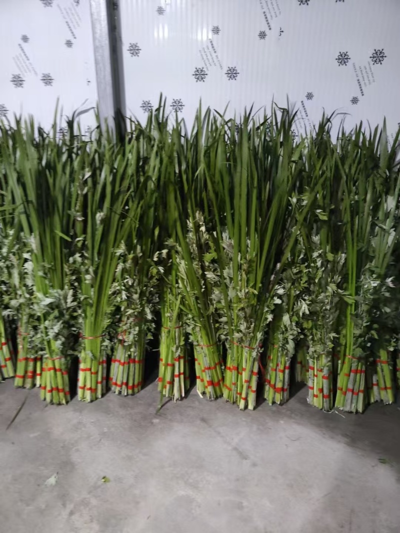 端午节鲜艾草，艾草，艾草花束，产地直销，全程冷链配送