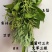 端午节鲜艾草，艾草，艾草花束，产地直销，全程冷链配送