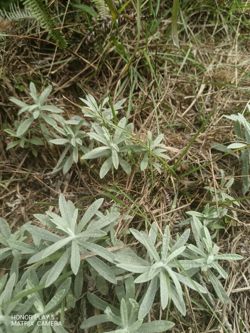 宽叶鼠曲草又名：老鸦绵、地膏药、地毛香、贴生鼠尾草、贴