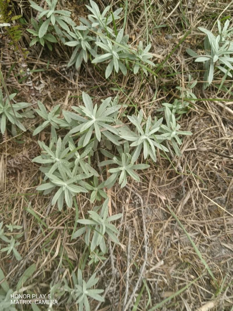 宽叶鼠曲草又名：老鸦绵、地膏药、地毛香、贴生鼠尾草、贴