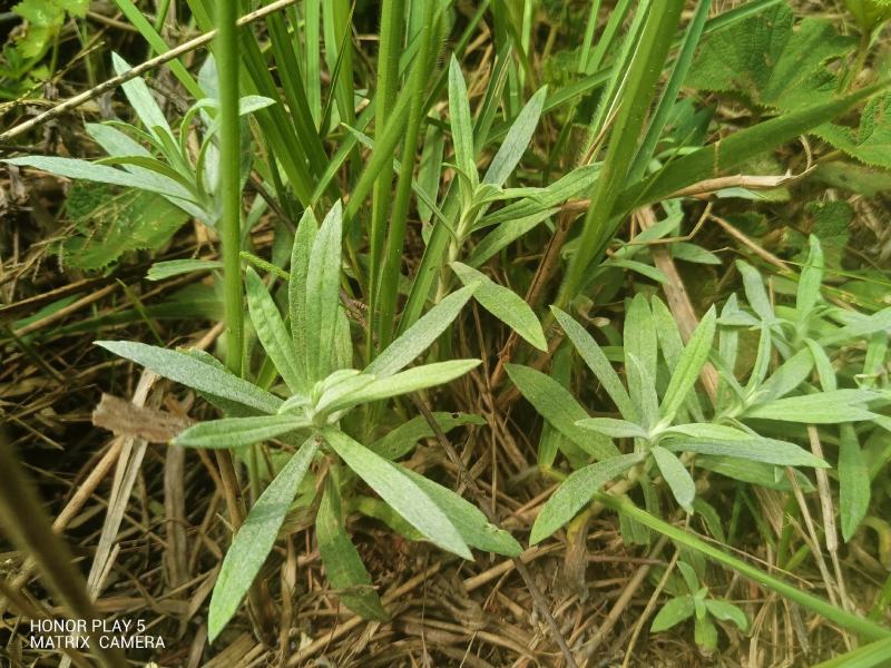 宽叶鼠曲草又名：老鸦绵、地膏药、地毛香、贴生鼠尾草、贴