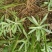 宽叶鼠曲草又名：老鸦绵、地膏药、地毛香、贴生鼠尾草、贴