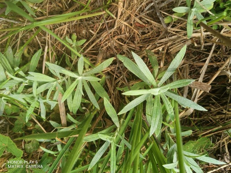 宽叶鼠曲草又名：老鸦绵、地膏药、地毛香、贴生鼠尾草、贴